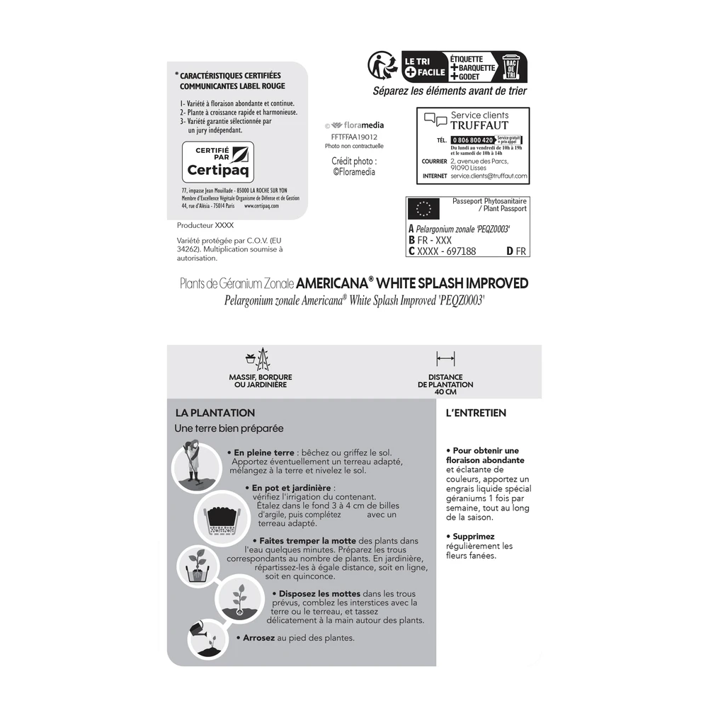 Géranium Zonale Americana® White Splash Improved'Label Rouge:10 Plants – Image 6