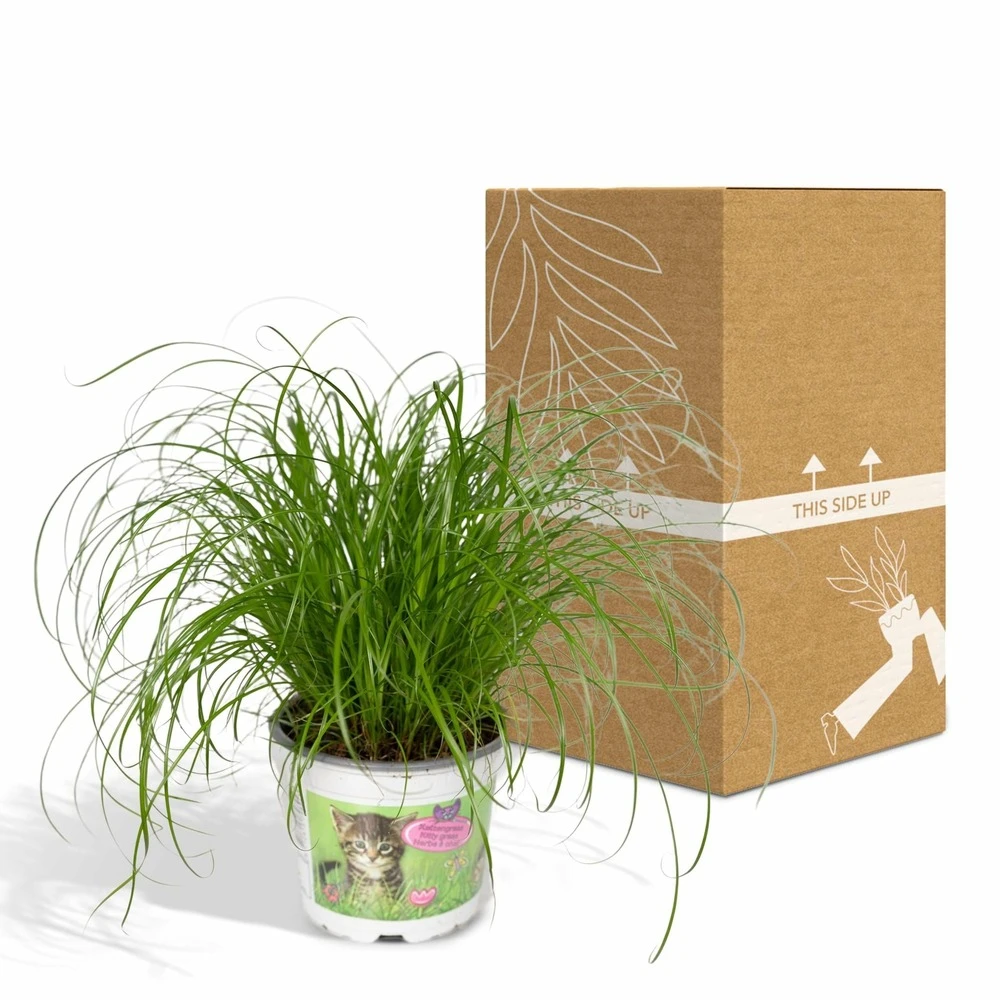 Herbe à Chat - H20cm, ø12cm - Plante D'intérieur – Image 5