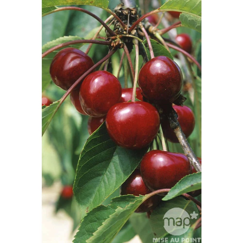 Cerisier Bigarreau Van : Demi Tige 2 Ans D'âge Ctr 15 Litres – Image 2