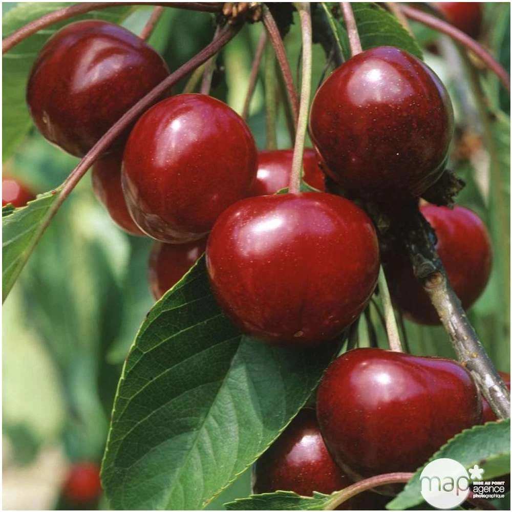 Cerisier Bigarreau Van : Demi Tige 2 Ans D'âge Ctr 15 Litres – Image 3