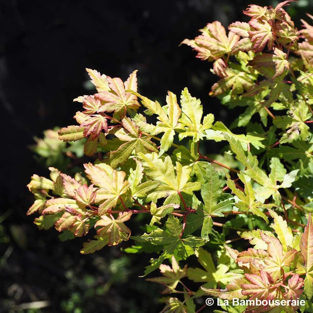 Acer Palmatum Katsura : C7L H.60/80cm – Image 4