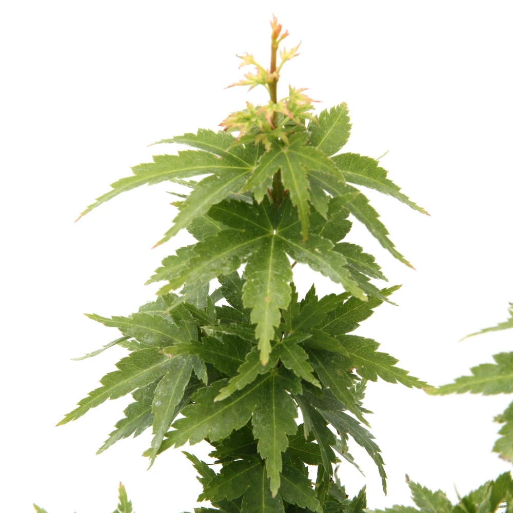 Acer Palmatum 'koto Hime' : C5L H.30/40cm