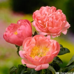 Botte De 3 Pivoines Coral Sunset H.50cm