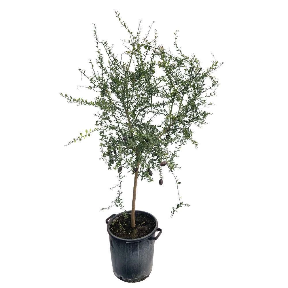 Citron Caviar H140/160cm : C35L – Image 2