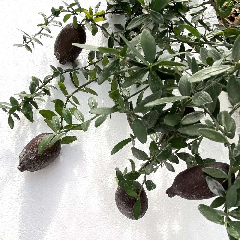 Citron Caviar H140/160cm : C35L – Image 3