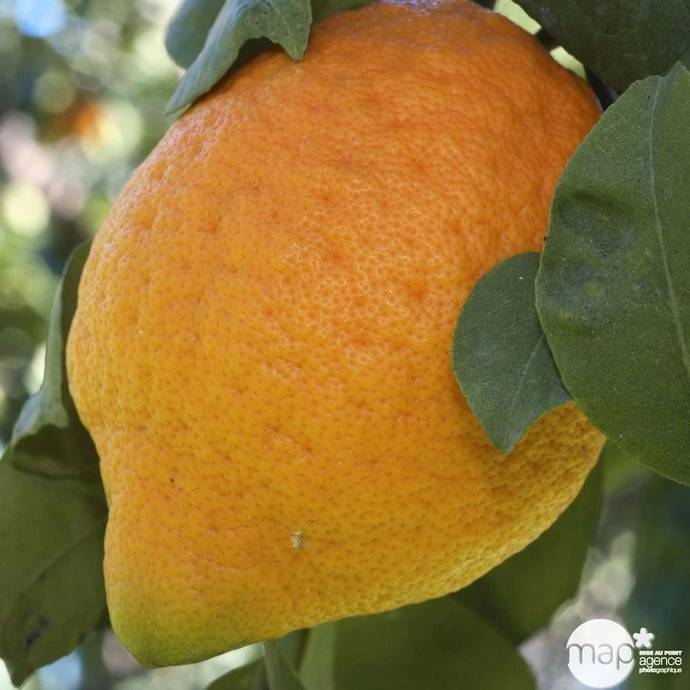 Cédratier H140/160cm : C35L – Image 2