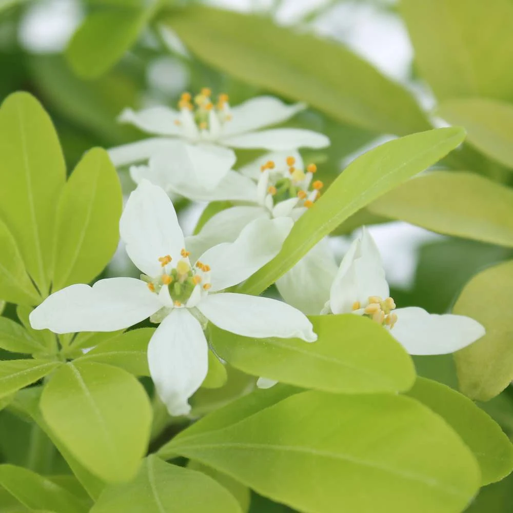 Choisya Ternata Sundance : H30/40cm C 5L