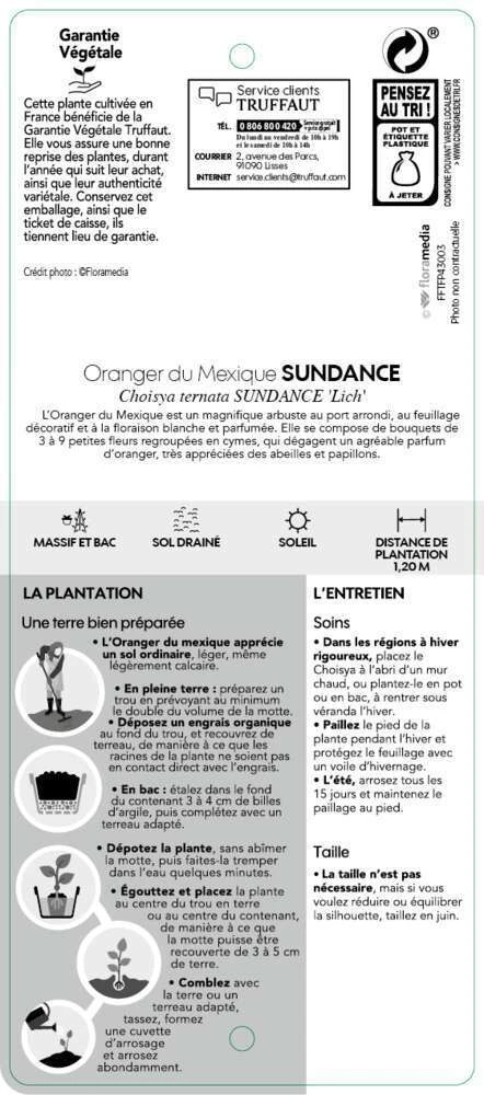 Choisya Ternata Sundance : H30/40cm C 5L – Image 4