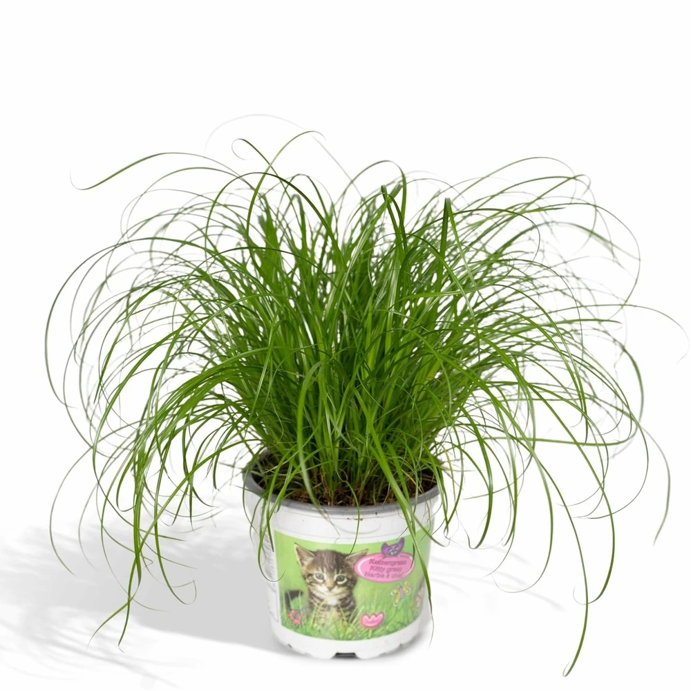 Herbe à Chat - H20cm, ø12cm - Plante D'intérieur