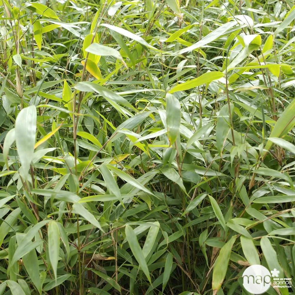 Bambou Non-traçant Fargesia Robusta 'Pingwu': Pot De 5 Litres – Image 5