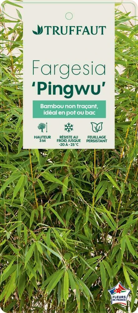 Bambou Non-traçant Fargesia Robusta 'Pingwu': Pot De 5 Litres – Image 4