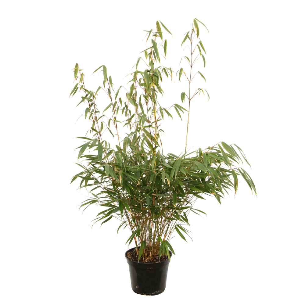Bambou Non-traçant Fargesia Robusta 'Pingwu': Pot De 5 Litres – Image 2