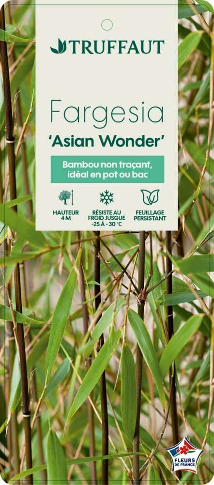 Bambou Non-traçant Fargesia Scabrida 'Asian Wonder': Pot De 5 Litres – Image 2