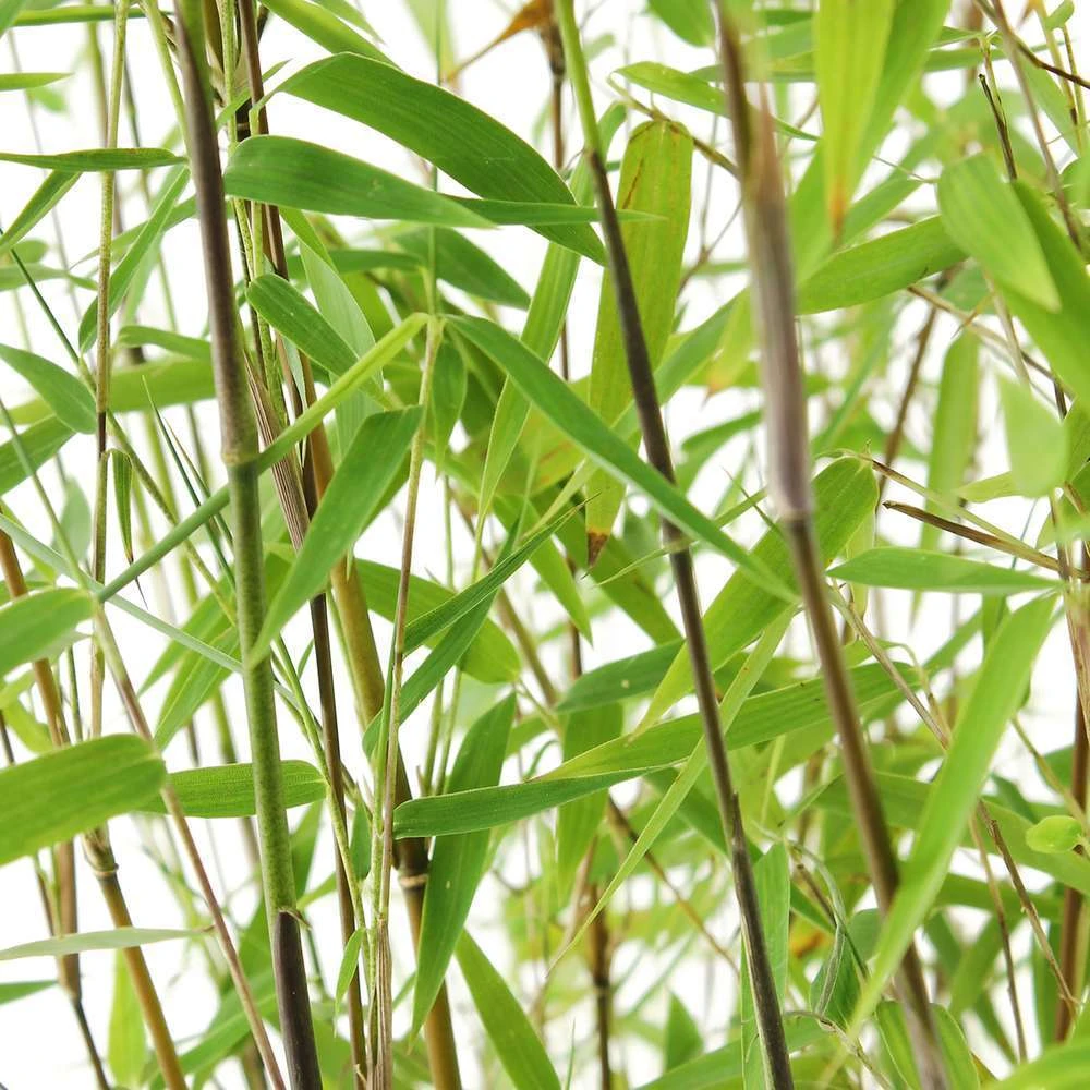 Bambou Non-traçant Fargesia Nitida 'Red Dragon': Pot De 12 Litres – Image 2