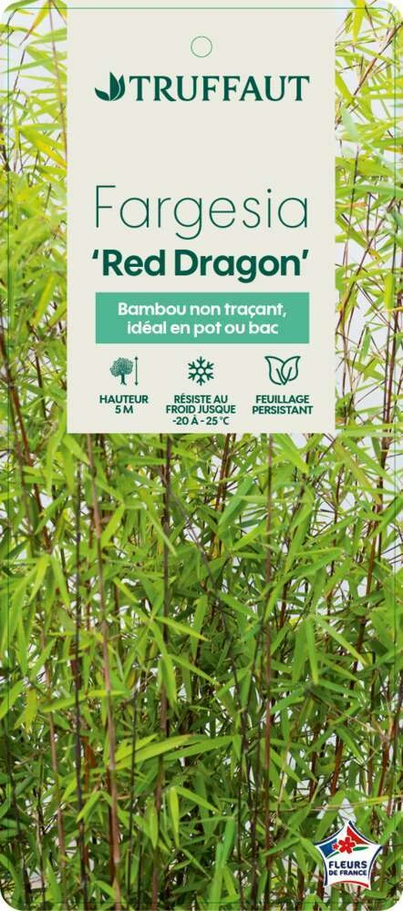 Bambou Non-traçant Fargesia Nitida 'Red Dragon': Pot De 12 Litres – Image 3