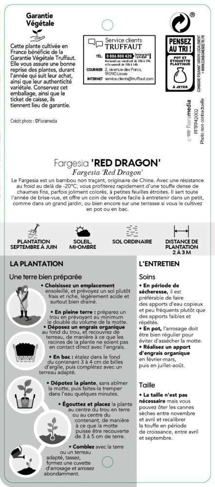 Bambou Non-traçant Fargesia Nitida 'Red Dragon': Pot De 12 Litres – Image 4