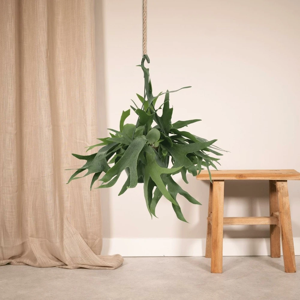 Fougère De Cerf - H50cm, ø21cm - Plante D'intérieur Tombante – Image 2