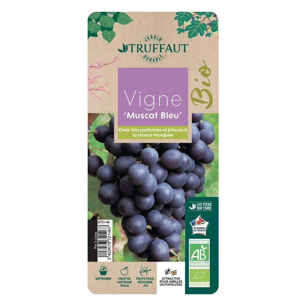 Vigne Muscat Bleu : AB Pot 3L – Image 2