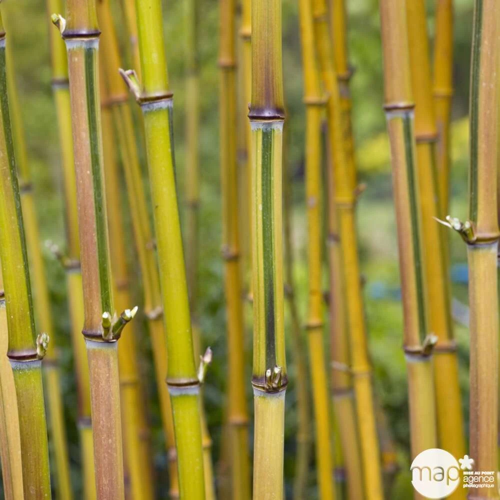 Bambou Moyen Phyllostachys Aureosulcata 'Spectabilis' 150/200 :pot 18L