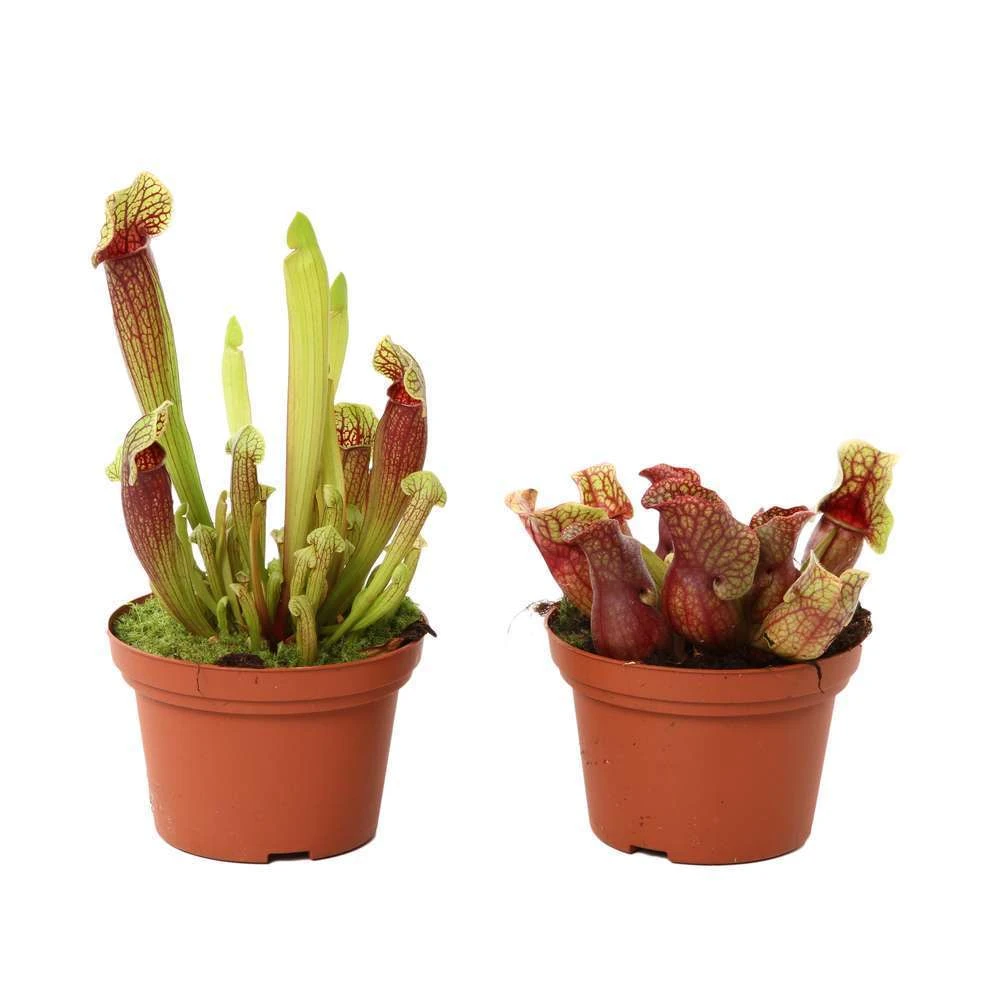 Sarracenia Mix Pot D12cm – Image 2
