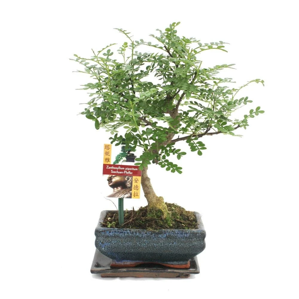 Poivre De Bonsaï Szechuan - Zanthoxylum Piperitum - Ca. 6 Ans – Image 2