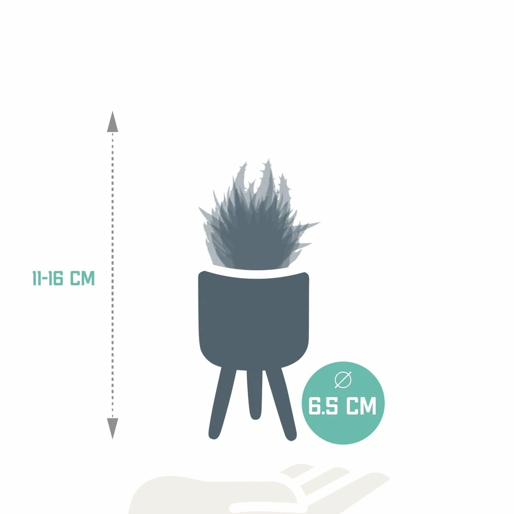 Gasteria, Haworthia Et Leurs Caches-pots, Box De 5 Plantes - H11cm, ø6,5cm - Plantes D'intérieur – Image 2