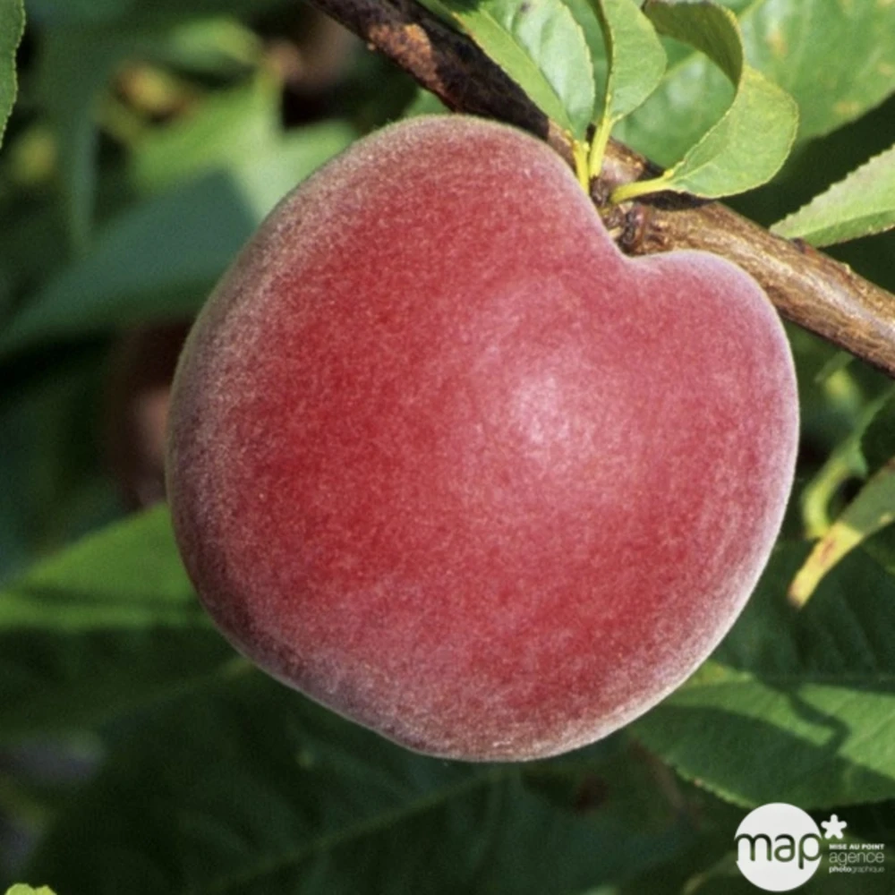 Pêcher à Chair Jaune JH Hale BIO, Gobelet 2 Ans – Image 3