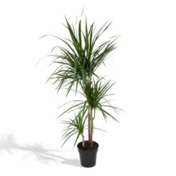 Dracaena Marginata - H115cm, ø21cm - Très Grande Plante D'intérieur
