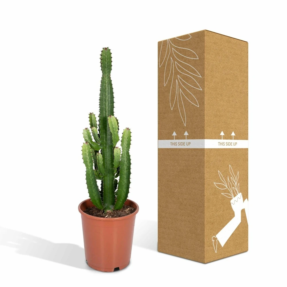 Euphorbia Acrurensis - H80cm, ø24cm - Grande Plante D'intérieur – Image 5
