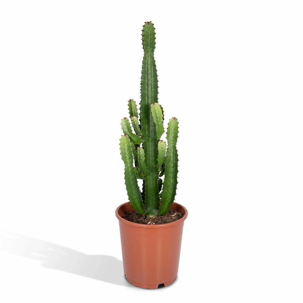 Euphorbia Acrurensis - H80cm, ø24cm - Grande Plante D'intérieur