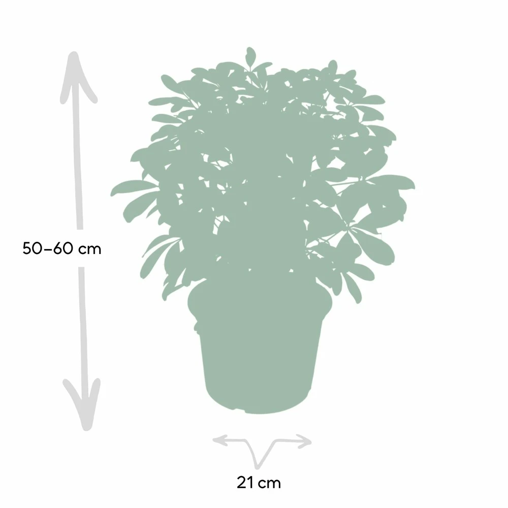 Schefflera Nora - H50cm, ø21cm - Plante D'intérieur – Image 4