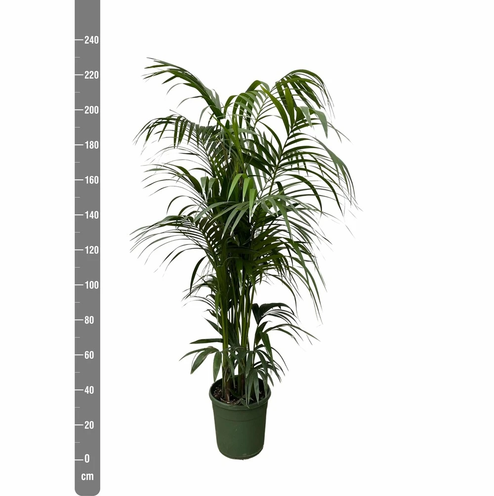 Palmier Kentia Xxxl - H230cm - Très Grande Plante D'intérieur – Image 2
