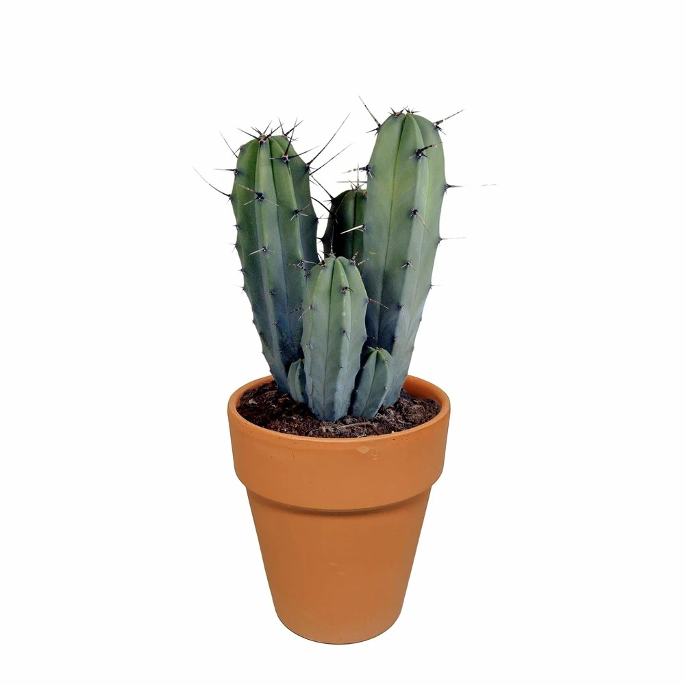 Myrtillocactus Et Son Cache-pot En Terracotta - H40cm, ø17cm - Plante D'intérieur – Image 5
