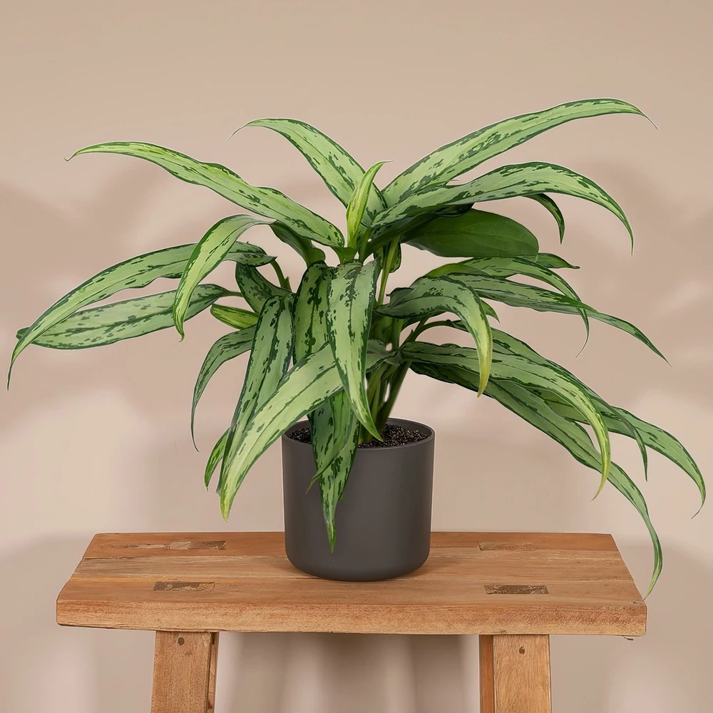 Aglaonema Cutlass - H30cm, ø12cm - Plante D'intérieur – Image 2