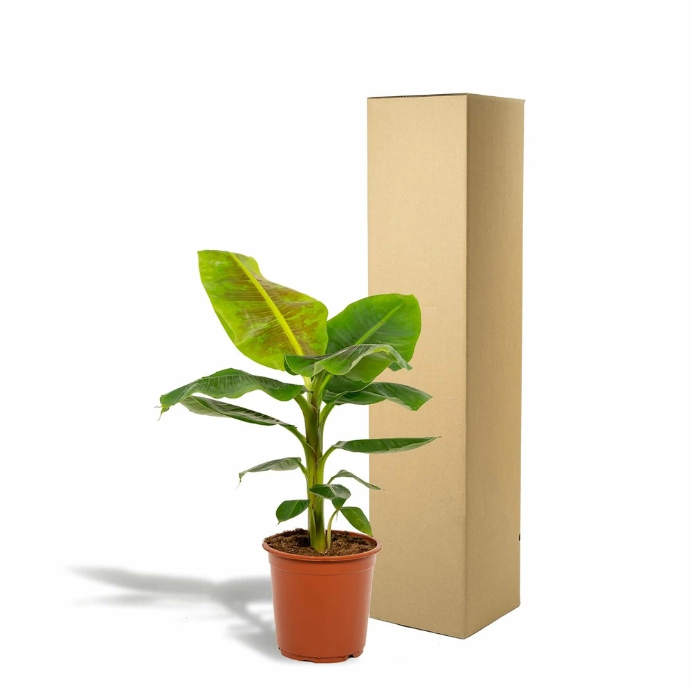 Bananier Nain Cavendish - H90cm, ø21cm - Grande Plante D'intérieur – Image 5