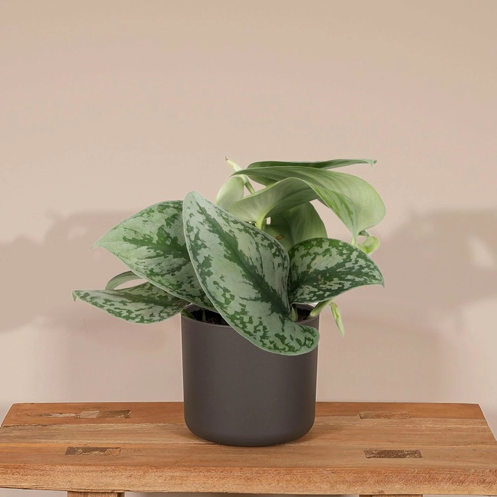 Pothos Scindapsus Pictus Epipremnum - H15cm, ø12cm - Plante D'intérieur Tombante – Image 2