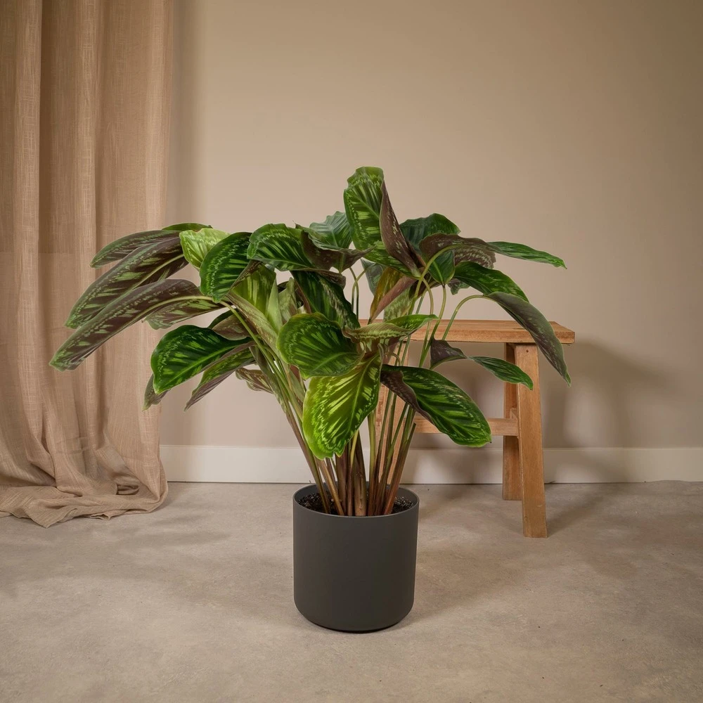 Calathea Flamestar - H75cm, ø19cm - Grande Plante D'intérieur – Image 2