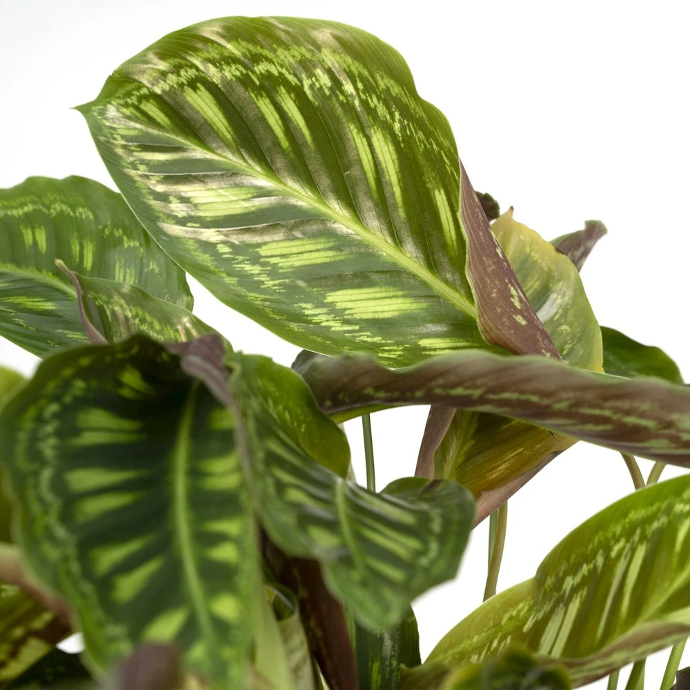Calathea Flamestar - H75cm, ø19cm - Grande Plante D'intérieur – Image 3
