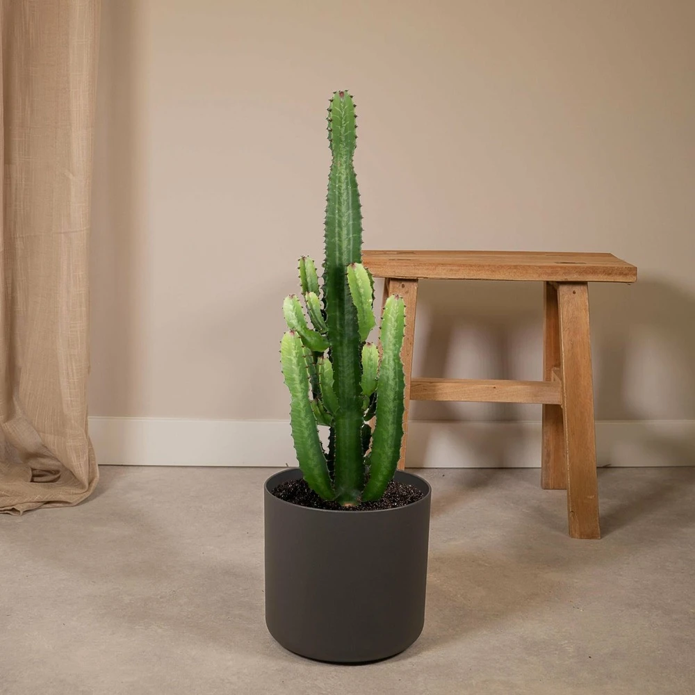 Euphorbia Acrurensis - H80cm, ø24cm - Grande Plante D'intérieur – Image 2