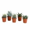 Gasteria, Haworthia, Box De 5 Plantes - H12cm, ø5,5cm - Plantes D'intérieur