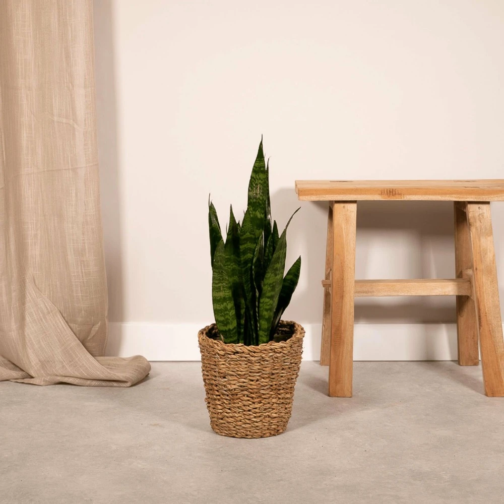 Sansevieria Zeylanica - H55cm, ø14cm - Plante D'intérieur Sans Entretien – Image 2