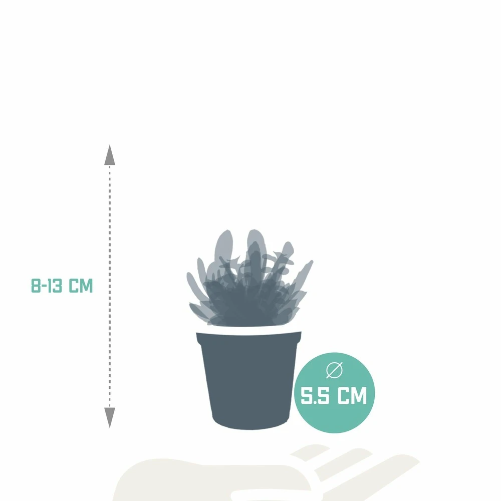 Succulentes, Box De 10 Plantes - H13cm, ø5,5cm - Plantes D'intérieur – Image 2