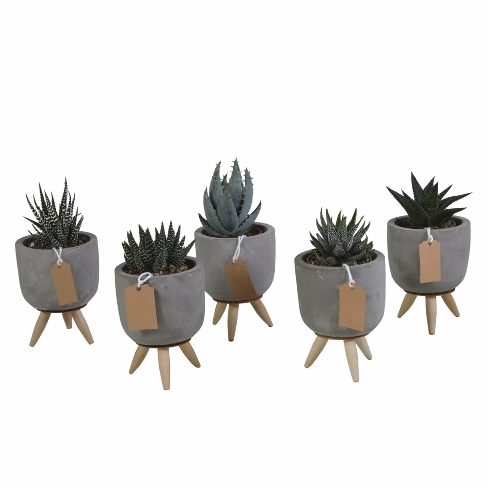 Gasteria, Haworthia Et Leurs Caches-pots, Box De 5 Plantes - H11cm, ø6,5cm - Plantes D'intérieur