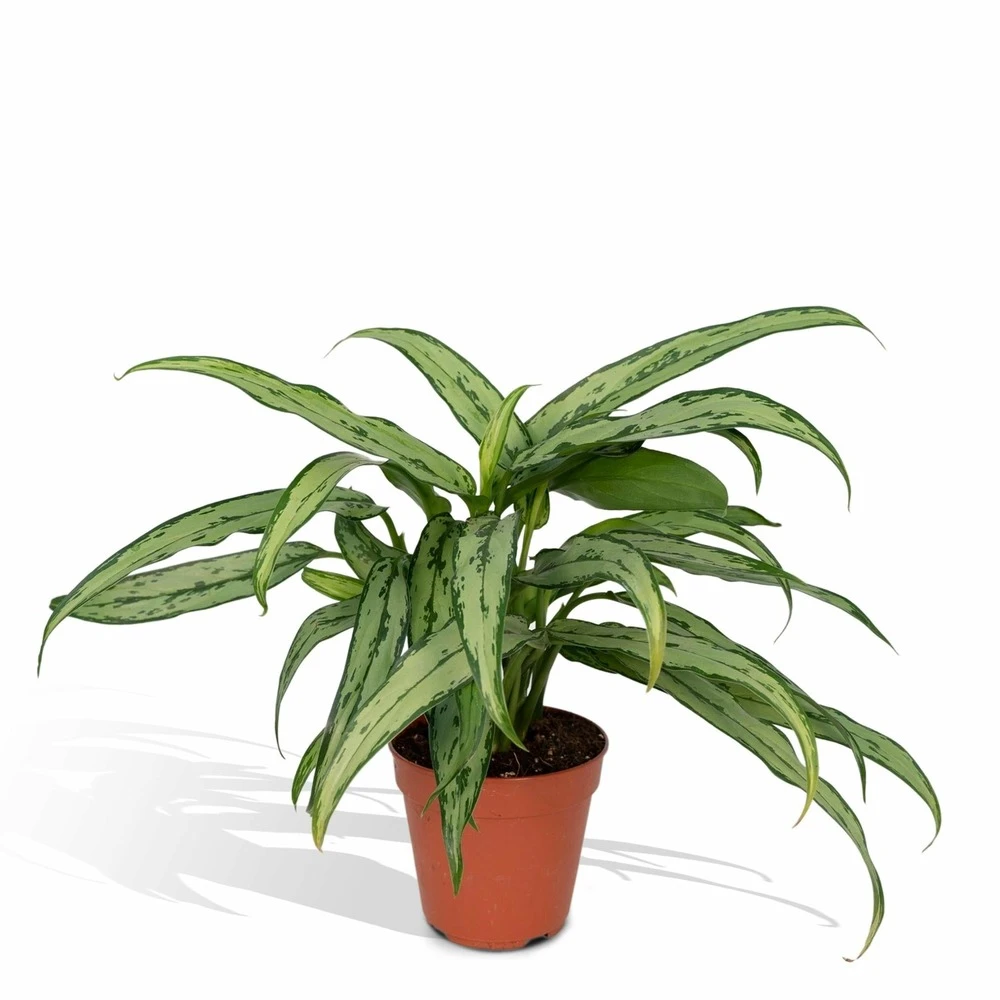 Aglaonema Cutlass - H30cm, ø12cm - Plante D'intérieur