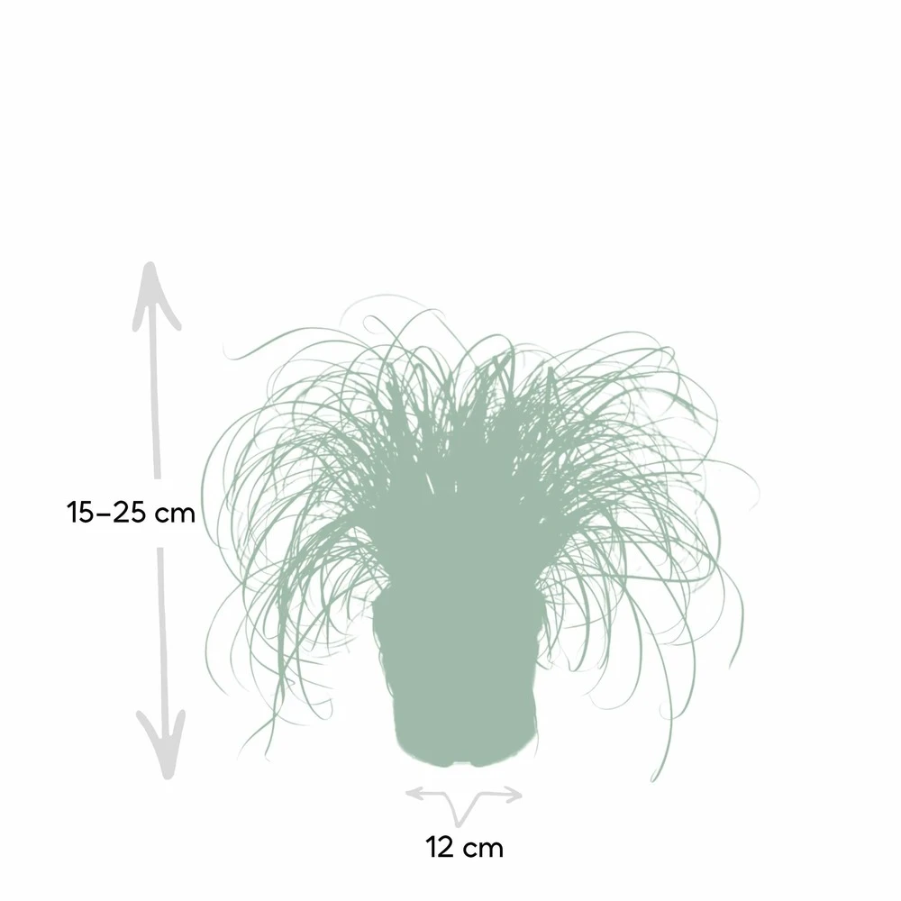 Herbe à Chat - H20cm, ø12cm - Plante D'intérieur – Image 4