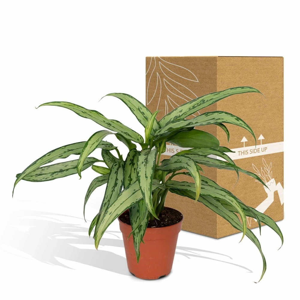 Aglaonema Cutlass - H30cm, ø12cm - Plante D'intérieur – Image 5